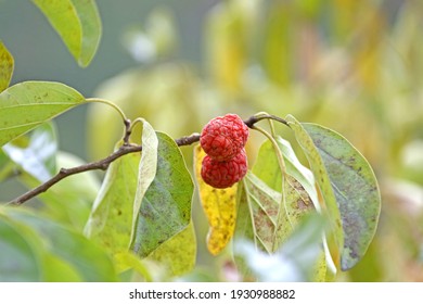 Corea del fruto del árbol de la espina
