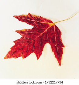 Red single leaf white background