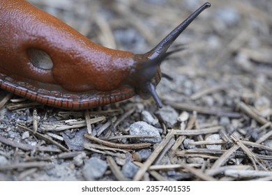 The red slug (Arion rufus), also known as the large red slug, chocolate arion and European red slug, is a species of land slug in the family Arionidae, the roundback slugs.


