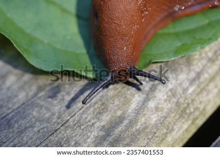 Similar – Image, Stock Photo bootlicker Snail Animal