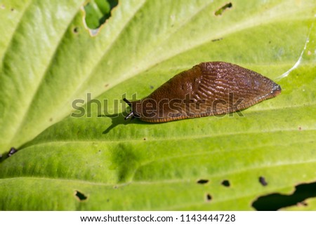 Red Slug ( Arion rufus ) on a green  leaf. Cause of the most damage in garden. Agricultural pest. Close up