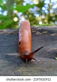 A Red Slug Close Up