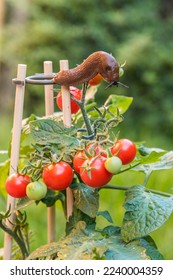 Red slug eats tomato on tomato plant in flower pot - slug