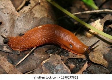 A Red Slug On The Ground