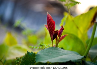 red small leaf