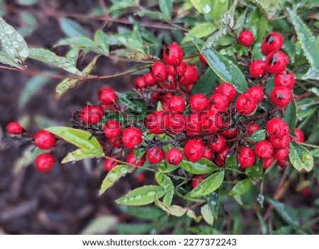 red small multiflora rose berries, red hawthorn berries on a butcher's broom bush