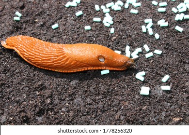 A Red Snail And Slug Pellets