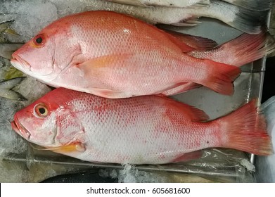 Red Snapper