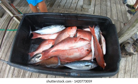 Red Snapper Caught In The Gulf Of Mexico Around Orange Beach Alabama About To Be Cleaned.