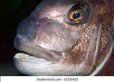 Red Snapper Fish