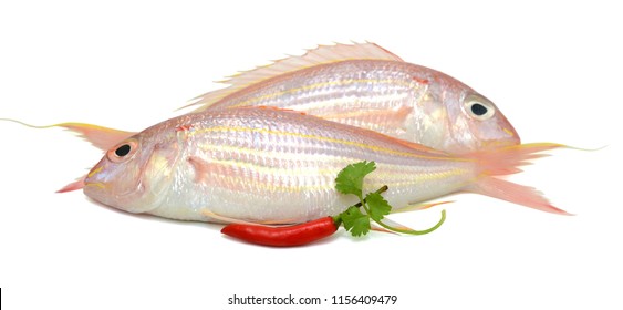 Red Snapper Fish Isolated On White Background