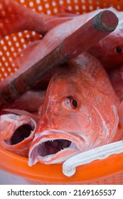 Red Snapper Fish In An Orange Basket