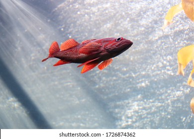 Red Snapper Fish Swimming Underwater