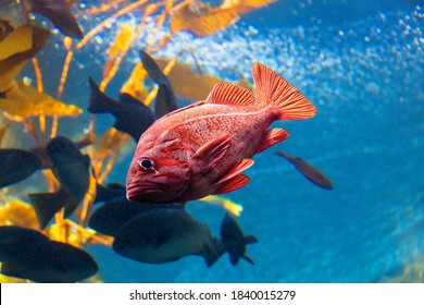 Red Snapper Fish Swimming Underwater In Kelp Forest.