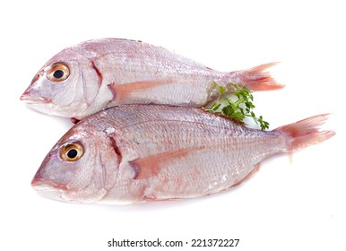 Red Snapper In Front Of White Background