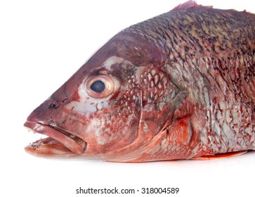 red snapper in front of white background