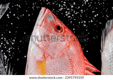 red snapper in high resolution images and isolated with blurry ends