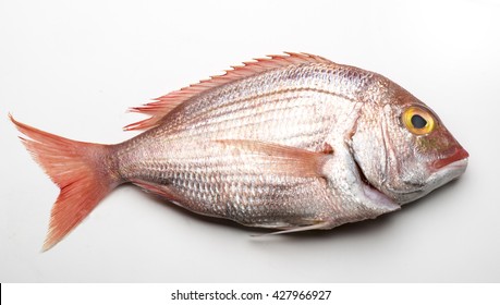 Red Snapper Isolated On White Background