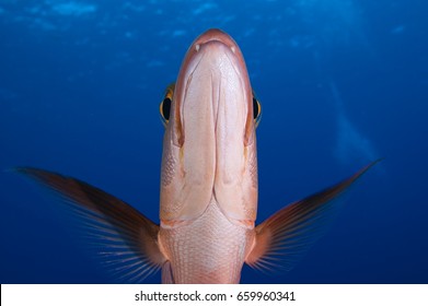 Red Snapper, Lutjanus Bohar, Kingman Reef.