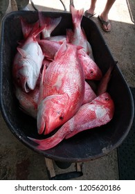 Red Snapper Venice Louisiana 