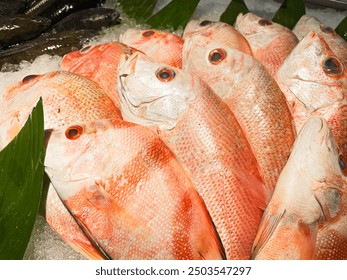 Red Snapper. Wild Caught Red Snapper. Fresh Fish on ice in a Sea Food Market. Fish for sale. Fresh Fish. Snapper. Fresh whole raw head-on red snapper. - Powered by Shutterstock