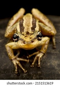 Red snouted treefrog (Scinax ruber)