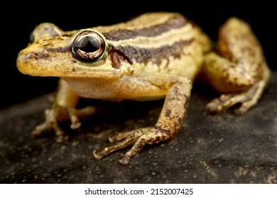 Red snouted treefrog (Scinax ruber)