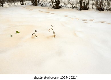 Red Snow After Sand From Sahara Across Eastern Europe