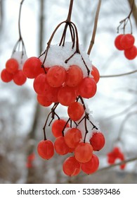 Red Snow Berries In Wisconsin Winter