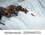 Red sockeye salmon jumping up the Brooks Falls into a brown bear’s open mouth. Katmai National Park. Alaska. 