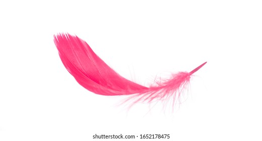 Red Soft Feather Bird Isolated On Stock Photo 1652178475 | Shutterstock