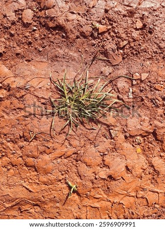 The red soil cracks in the sun, its texture is rough and arid. In the center, thin green grass grows, contrasting with the transverse traces of tires. 