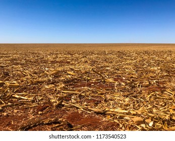 Red Soil At Post-harvest Corn Filed In A No Tillage System In Brazil. 