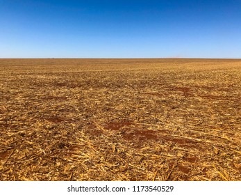 Red Soil At Post-harvest Corn Filed In A No Tillage System In Brazil. 