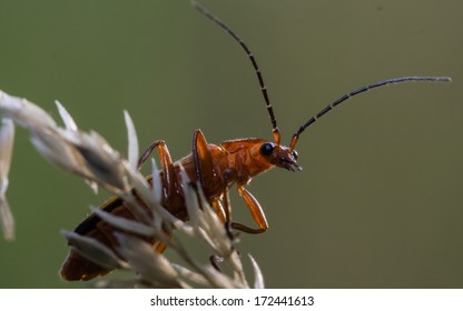 Red Soldier Beetle