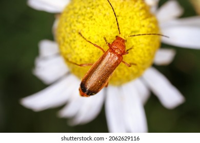 689 Common red soldier beetle Images, Stock Photos & Vectors | Shutterstock