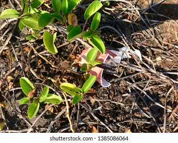 Red Solo Cup Left Behind At Beach