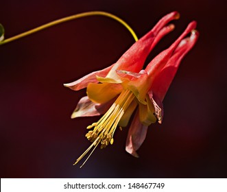 Red Southern Columbine Bloom