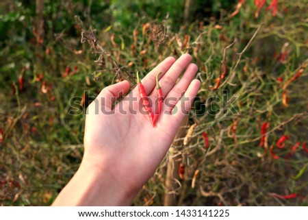 red spicy on hand in farm