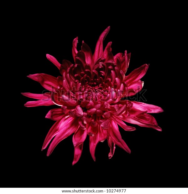 Red Spider Chrysanthemum Dendranthema Flower Against Stock Photo (Edit ...