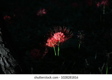 Red Spider Lily Images Stock Photos Vectors Shutterstock