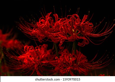 Spider Lily Hd Stock Images Shutterstock