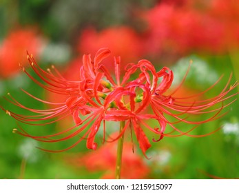 Flower Higanbana Red Spider Lily Stock Photo And Image Collection By Oasis2me Shutterstock
