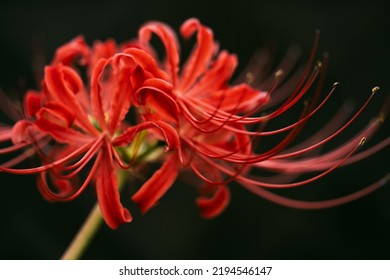 Red spider lily or cluster amaryllis flowers blooming in autumn or fall, Outdoor or botany background, Higanbana or Lycoris
