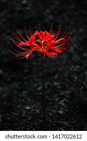 Red Spider Lily Images Stock Photos Vectors Shutterstock