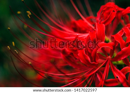 Similar – hibiscus Plant Flower