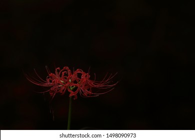 Red Spider Lily Images Stock Photos Vectors Shutterstock