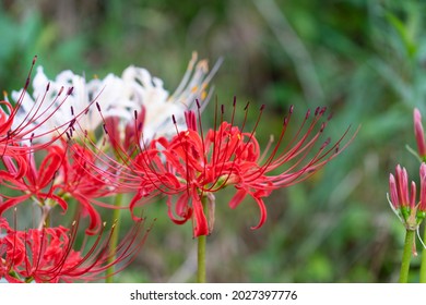 Yellow Spider Lily Hd Stock Images Shutterstock