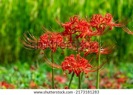 Red spider lily - Lycoris radiata - is bloom in rural area in Fukuoka.