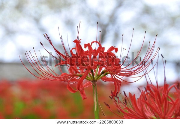 Red Spider Lily or Lycoris\
Radiata is a plant in the amaryllis family at Kincakuda Manjushage\
Park